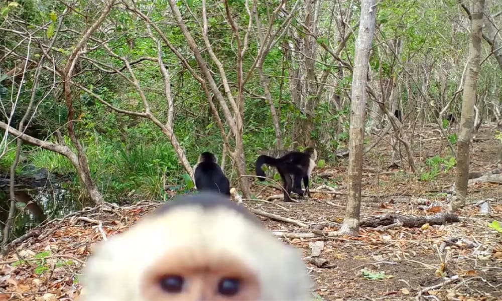 Costa Rica Camera Trap Moments from Monkeys to Crocodiles