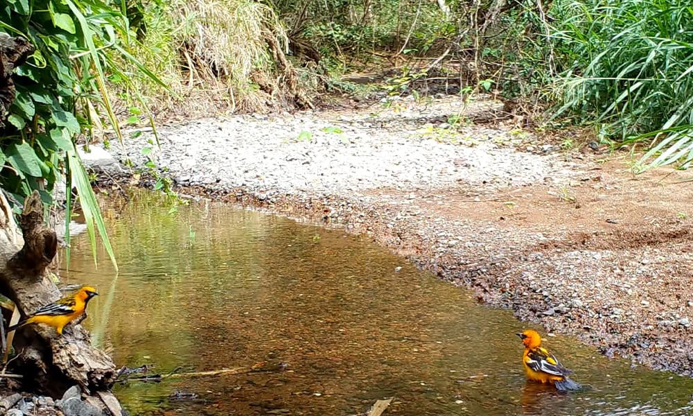 Costa Rica Wildlife: streak backed oriole