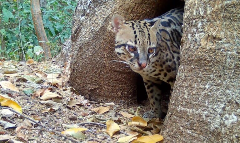 VIDEO: How a Bird on my Porch in Costa Rica Relates to Wildlife and a Hole in a Tree