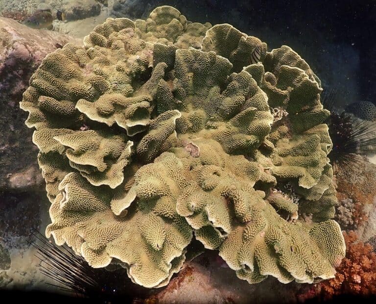 Costa Rica’s Tortuga Island Coral Garden Revives Reefs