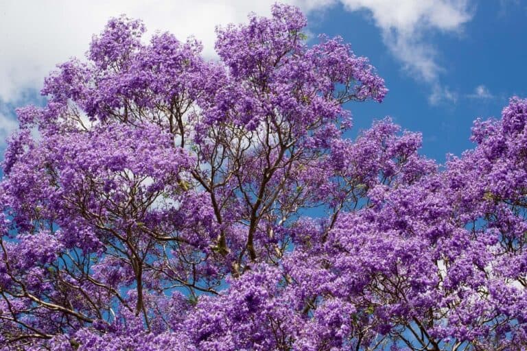 Adjusting to Expat Life in Costa Rica and Its Two Gentle Seasons