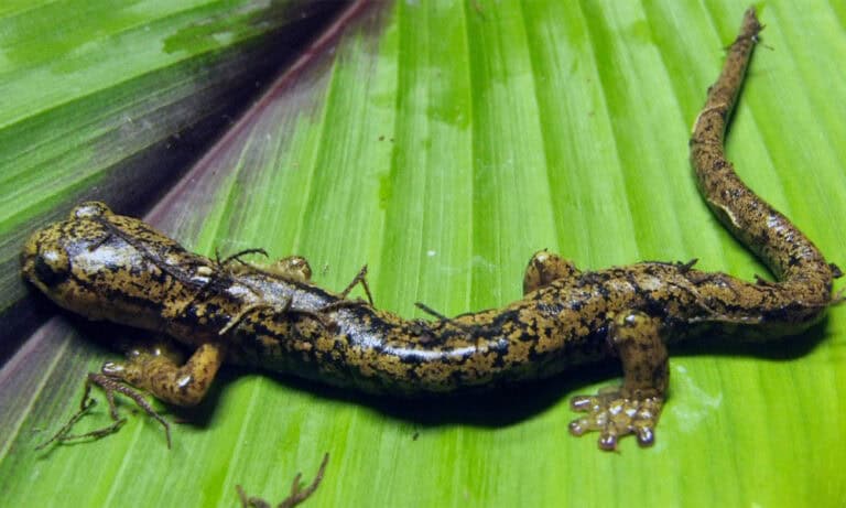 New Salamander Species Discovered in Costa Rica’s Talamanca Mountains