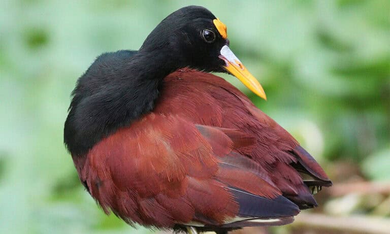 Northern Jacana Birds Walk Costa Rican Waters with Giant Feet and Reversed Gender Roles