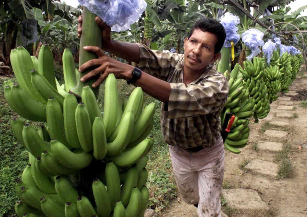Banana Worker