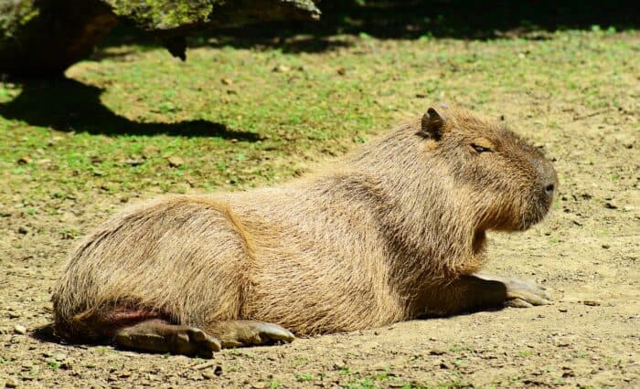 capybara-crime