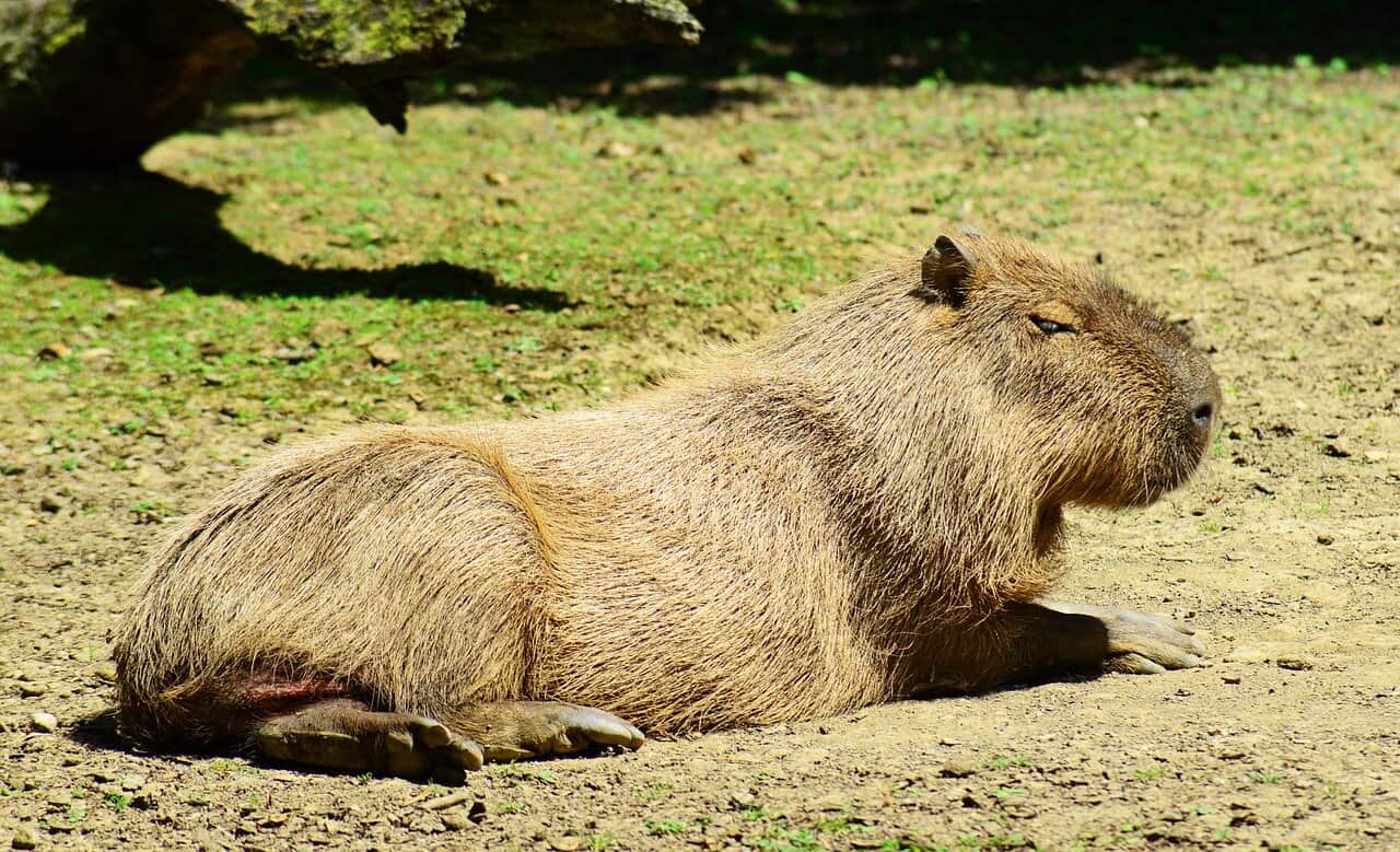 capybara-crime