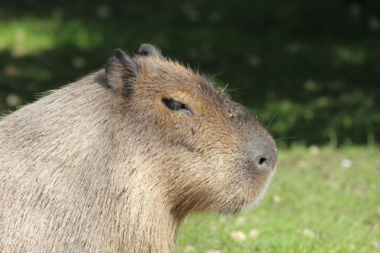 capybara Costa Rica