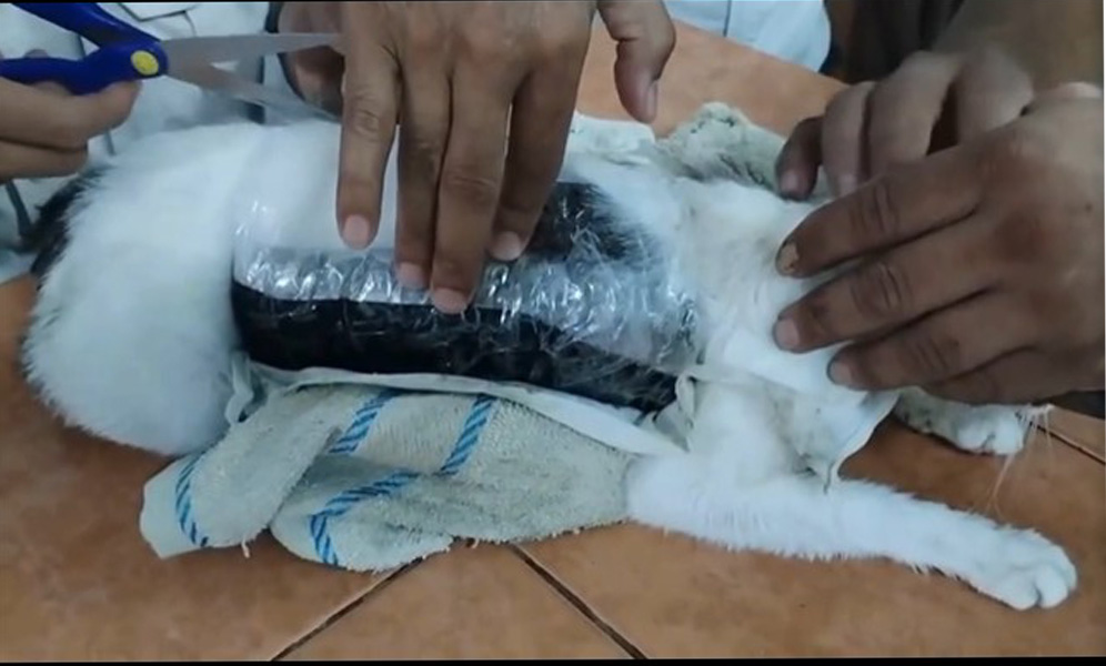 Drug Smuggling Cat Costa Rica