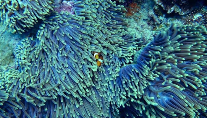 Coral Reefs