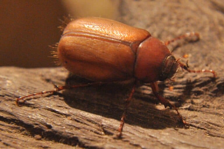 Costa Rica’s May Beetles Vanish, Signaling Ecological Crisis