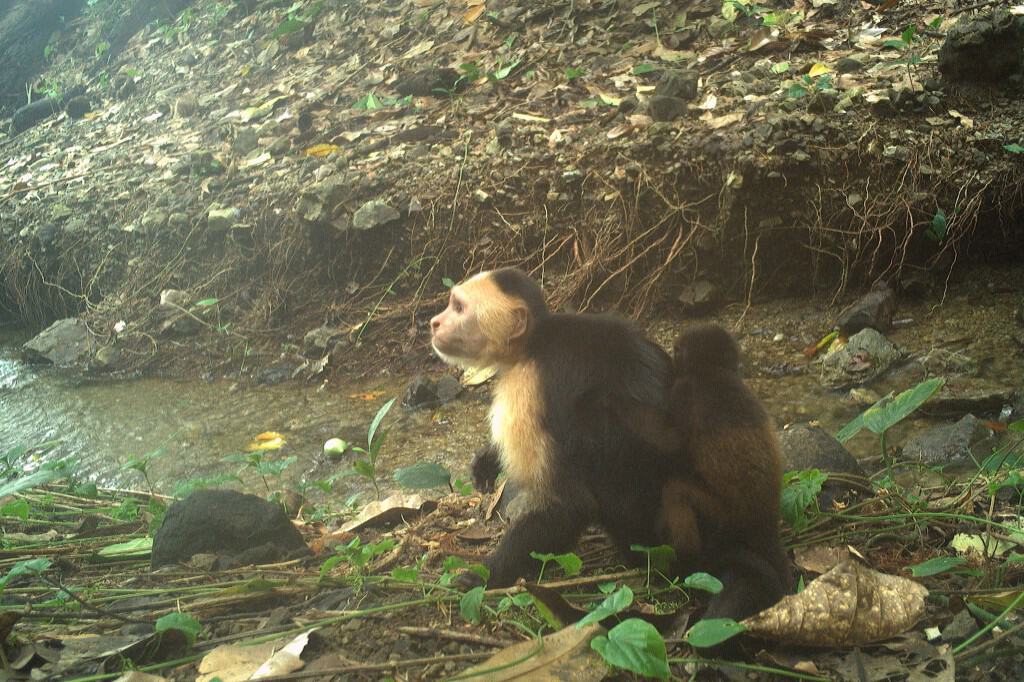 Monkeys in Panama