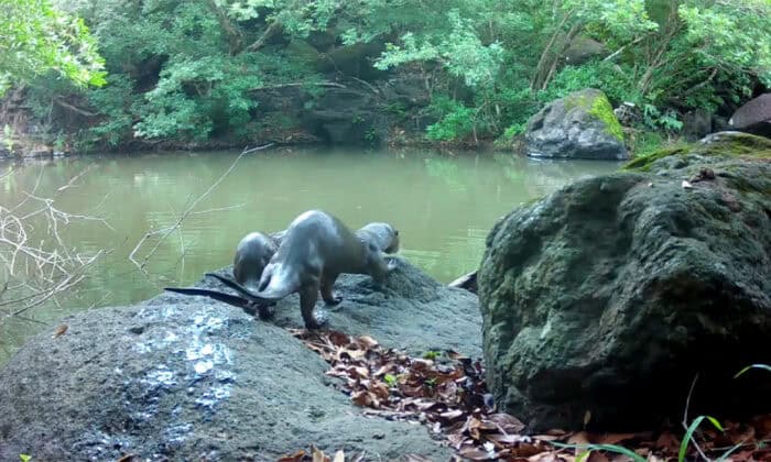 neotropical river otter (Lontra longicaudis)