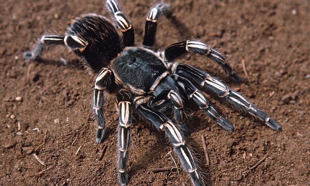 Costa Rica Spider