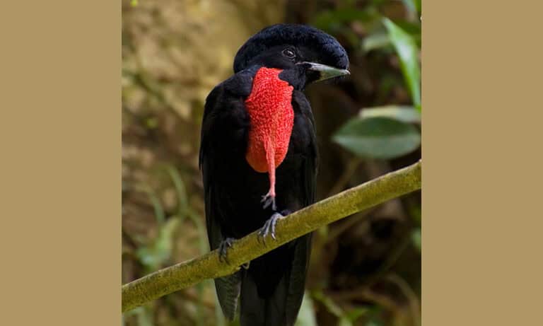Costa Rica’s Rare Birds at Risk as Human Activity Threatens Extinction