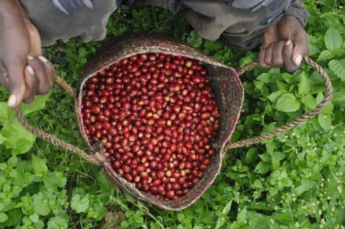 Costa Rica Coffee Harvest
