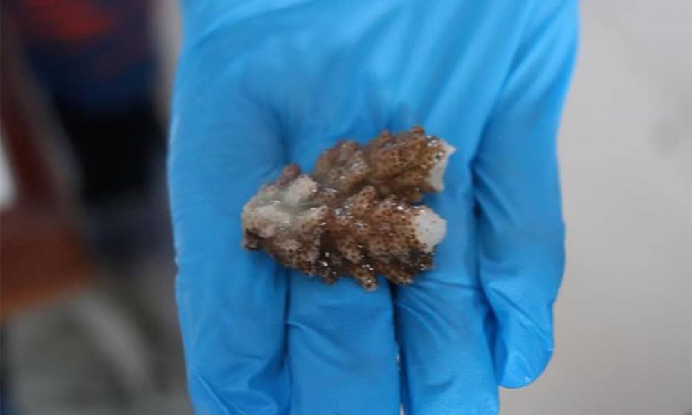 Costa Rica Coral Restoration
