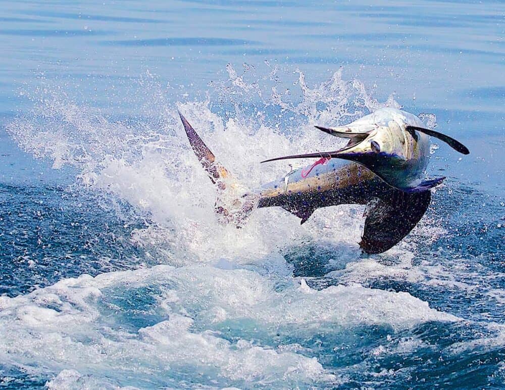 Flamingo Fishing Tournament