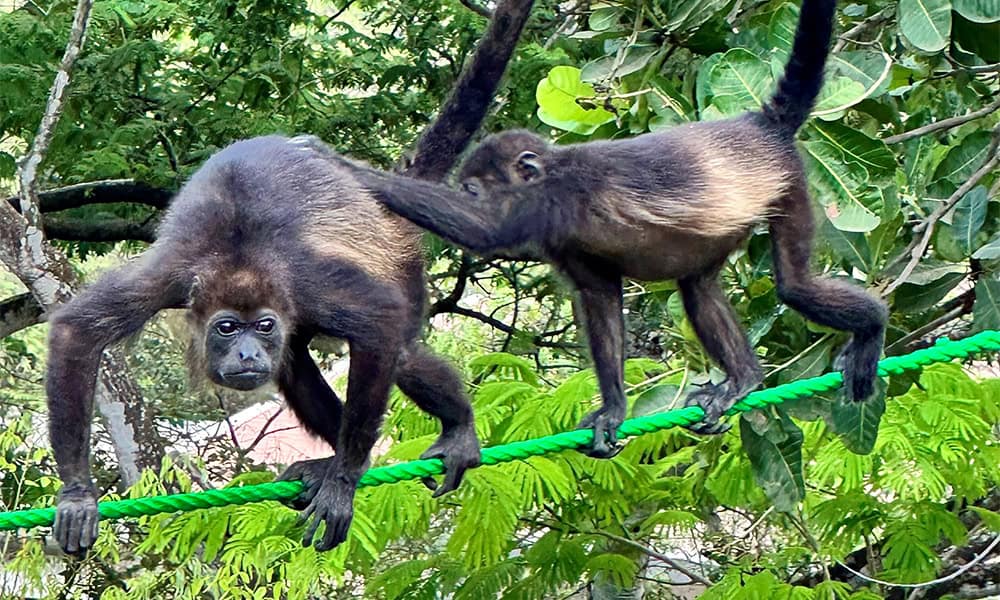 Costa Rica Monkey Bridge