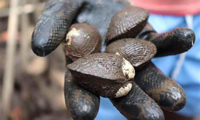 Costa Rica’s Piangua Mollusk Threatened by Pineapple Farm Runoff