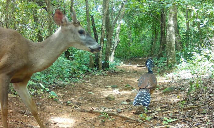 Costa Rica Deer