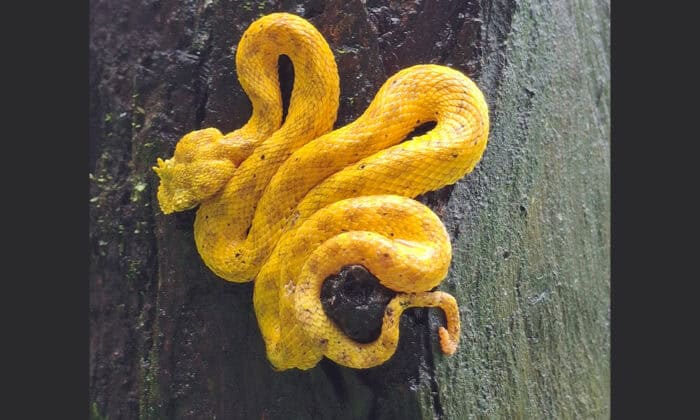 Costa Rica Eyelash Viper Snake