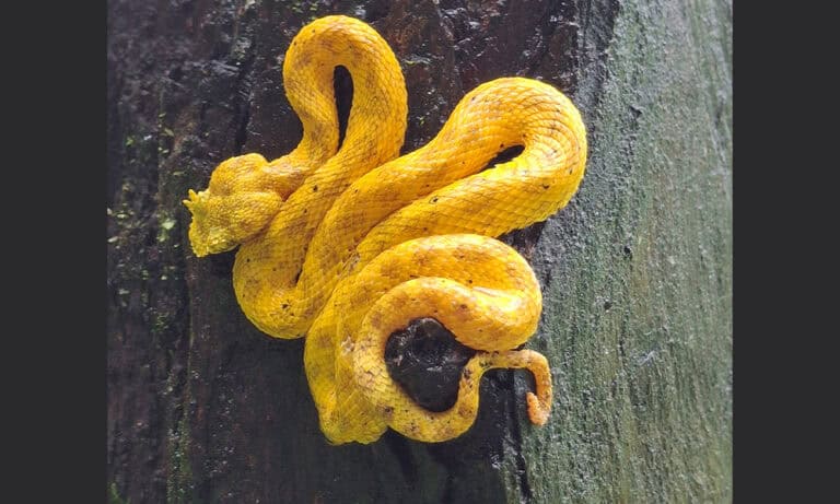 Costa Rica’s Eyelash Viper Snake Is One of the Most Beautiful