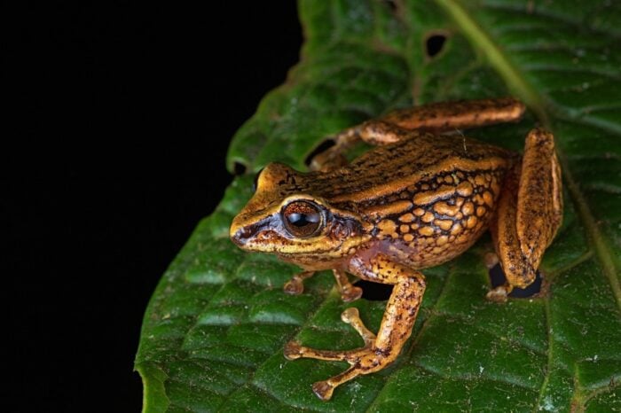 New Peru Frog Species