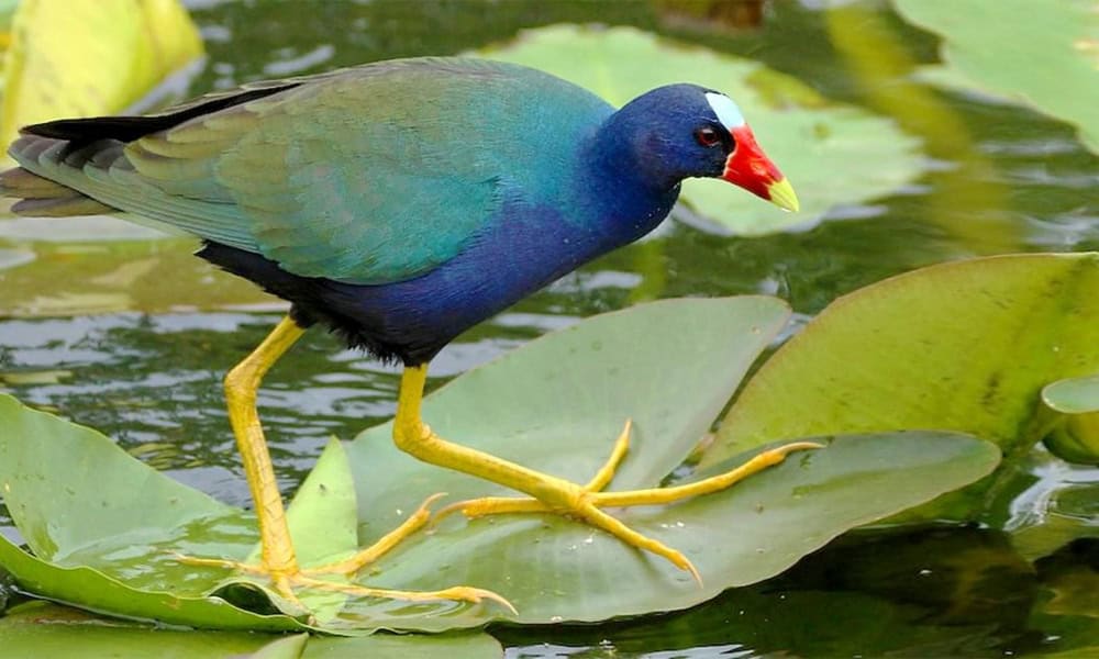 purple gallinule in Costa Rica