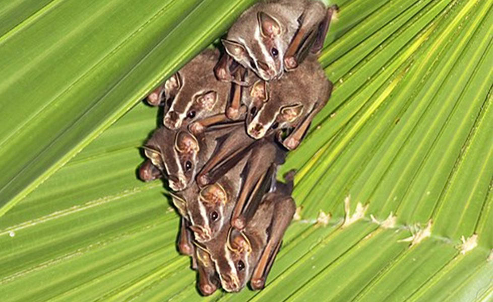 Bats in Costa Rica