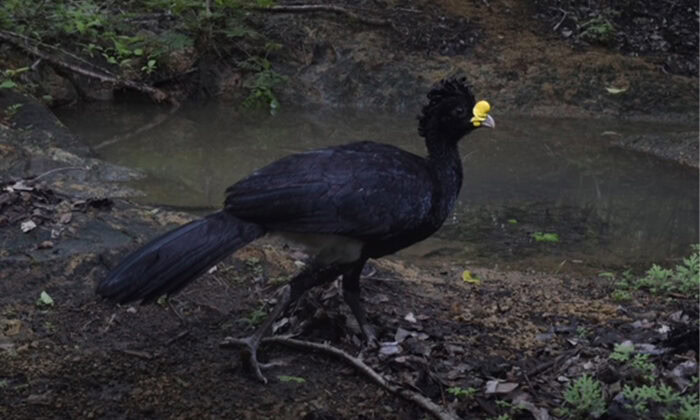 Costa Rica Wildlife
