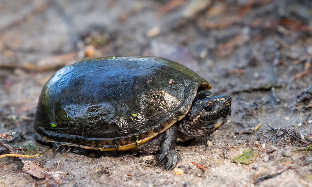 Stinkpot Turtles
