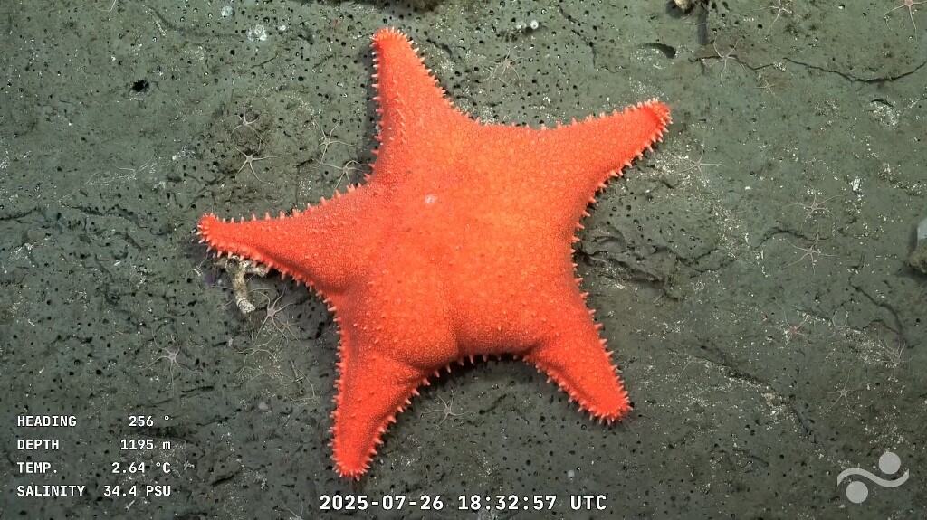 Argentina Sponge Bob Star Fish