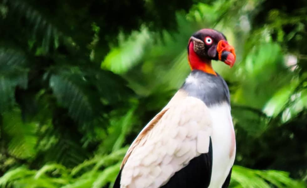 King Vulture in Costa Rica 
