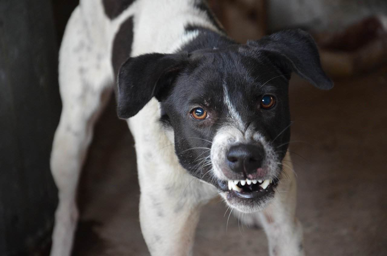 Costa Rica Dog Attack