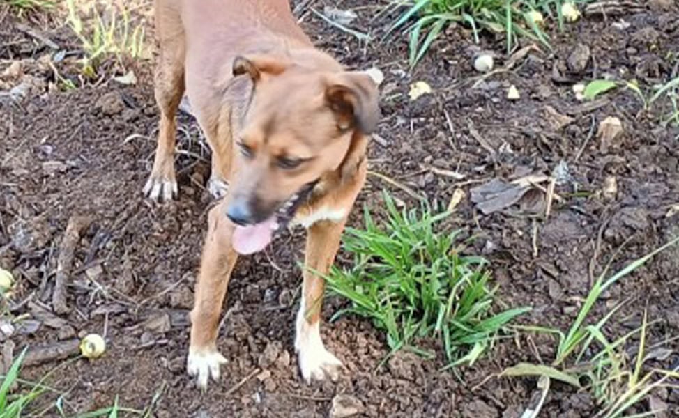 Costa Rica Rescue Dog