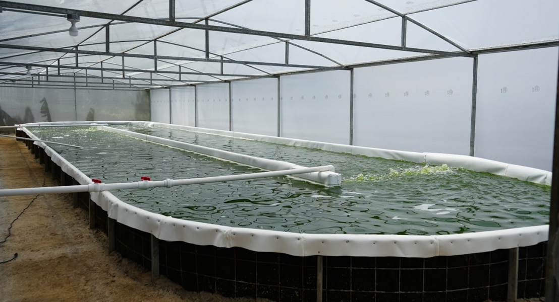 Microalgae in Costa Rica