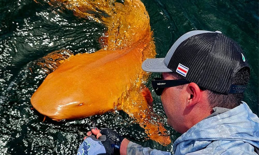 Rare orange and albino nurse shark