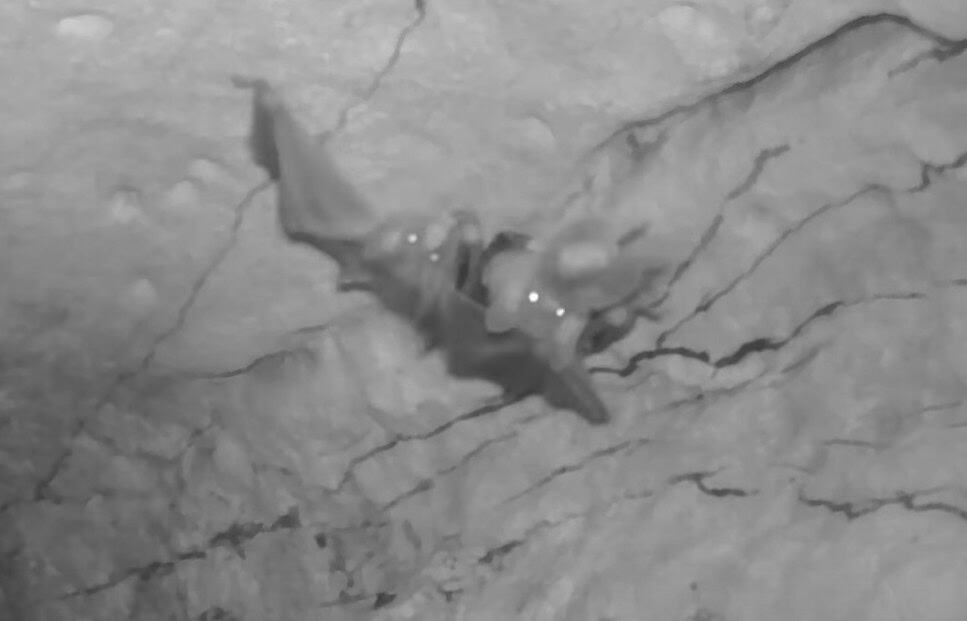Spectral Bats in Costa Rica
