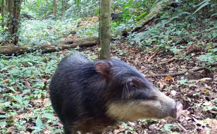 Costa Rica White Lipped Peccary