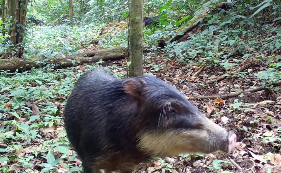Costa Rica White Lipped Peccary