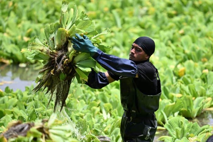 Removing aquatic plants (Pistia stratiotes) from Suchitlan Lake