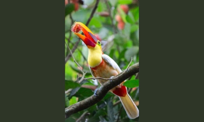 Albiino Toucan in Costa Rica