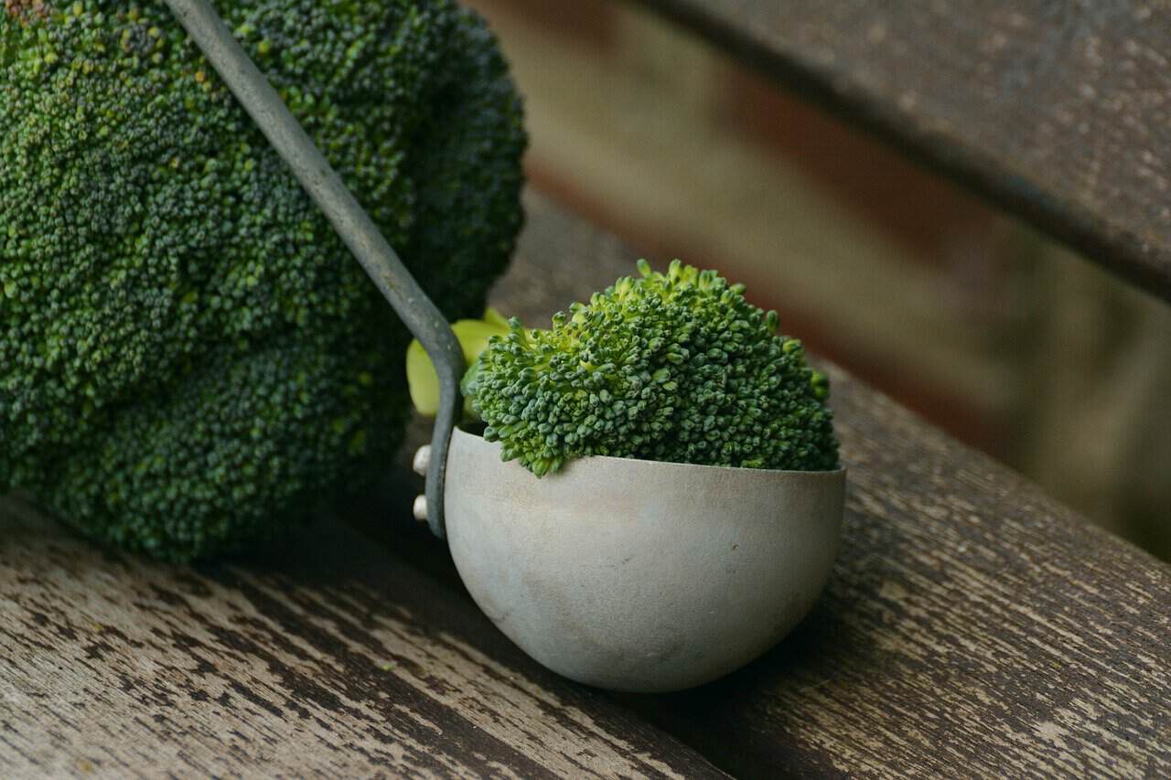 Growing Broccoli in Costa Rica
