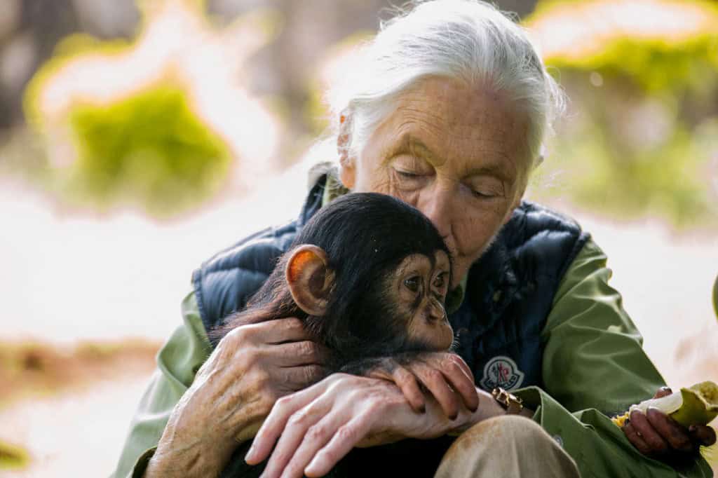 Jane Goodall Passes Away