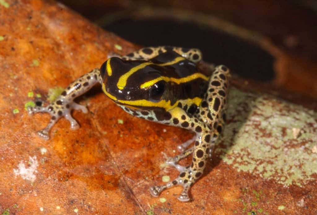 Peru Poison Dart Frog