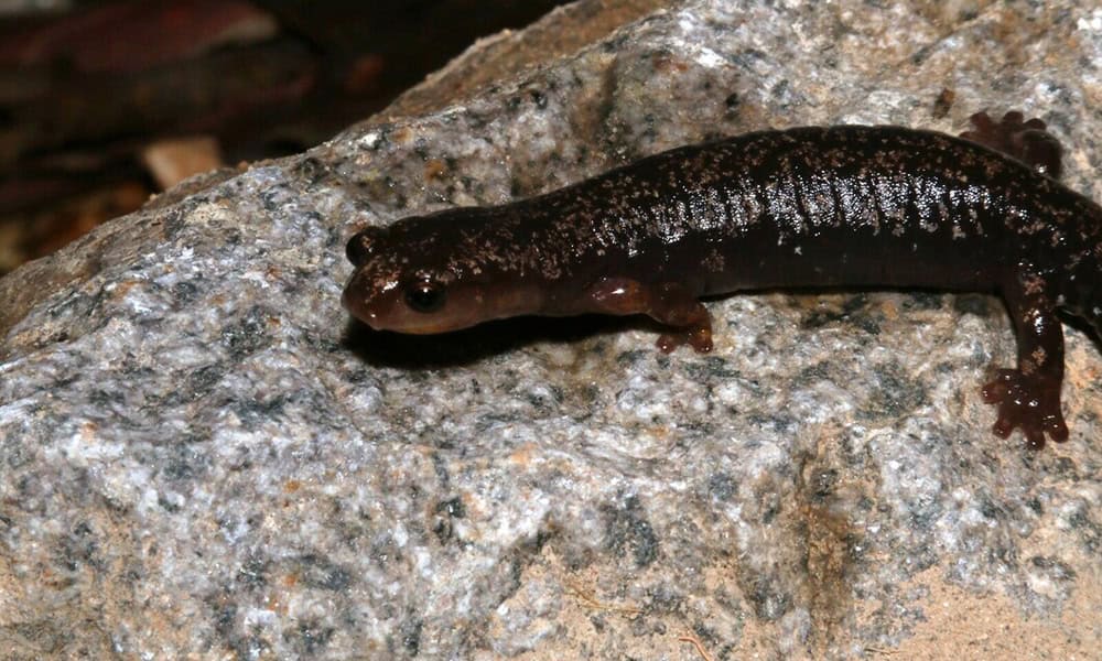 Golden Salamander in Costa Rica