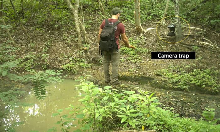 Costa Rica Jaguar Camera Traps