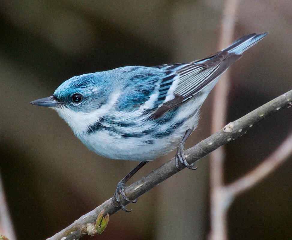 The Cerulean Warbler