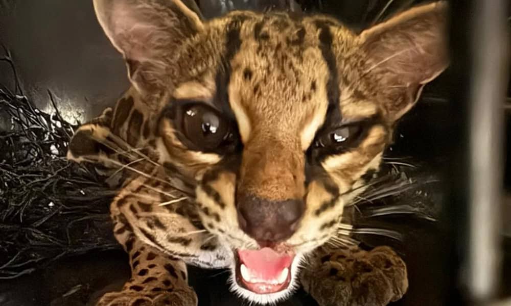 Costa Rica Wildlife Resuce of a Margay