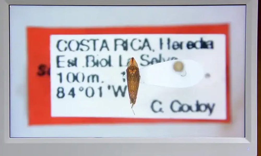 Costa Rica Insect Discovery